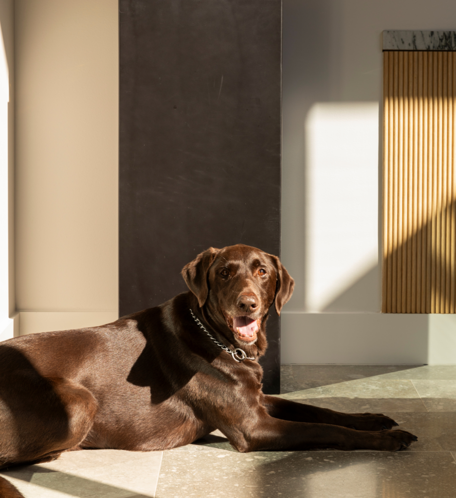 Pawsh Essentials: Luxe Accessories for Your Pup