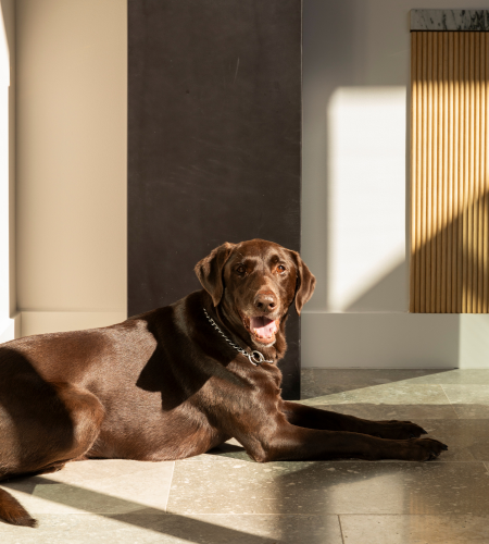 Pawsh Essentials: Luxe Accessories for Your Pup