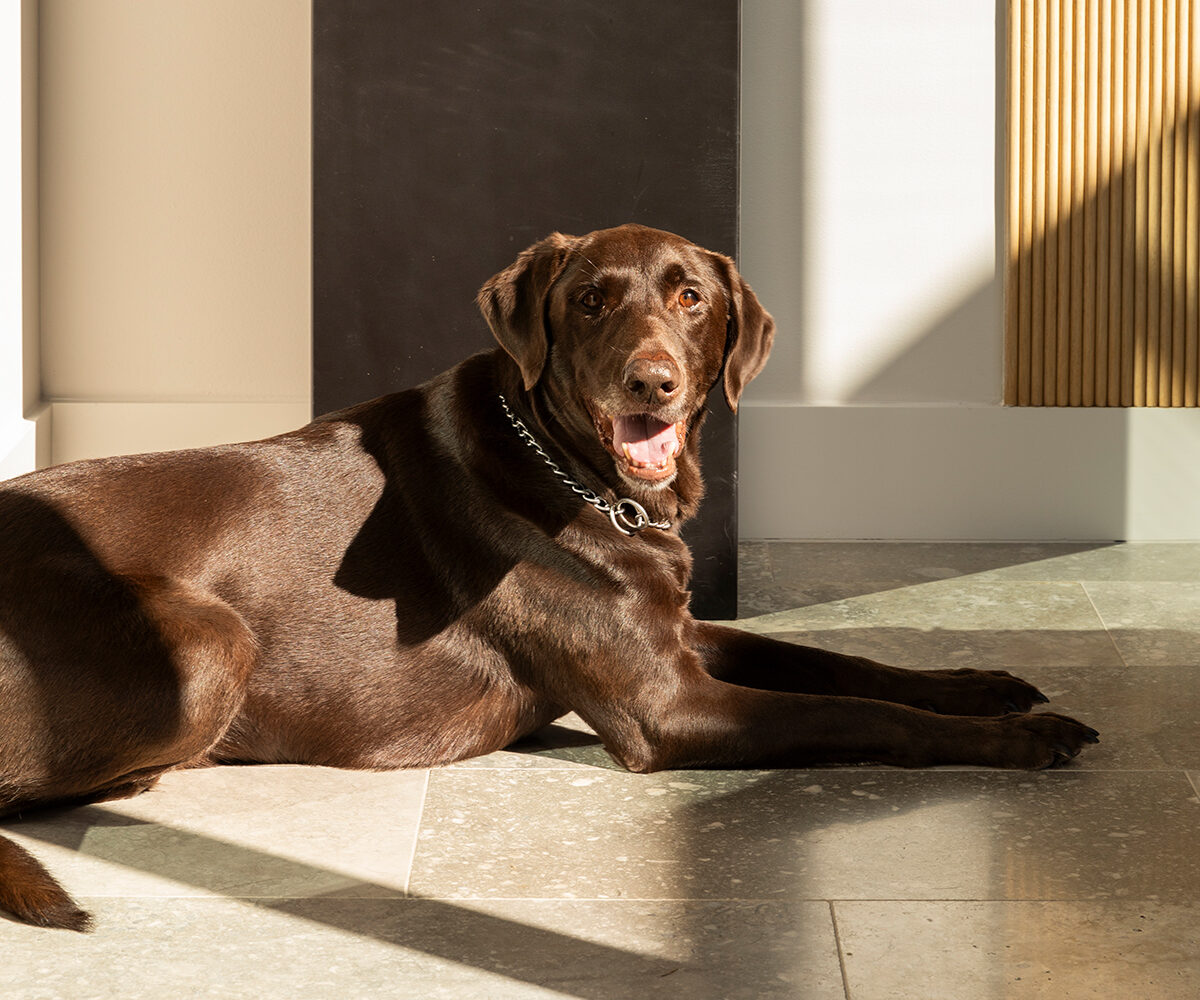 Blitz | Head of Security and Snuggles | Linda Eyles Design